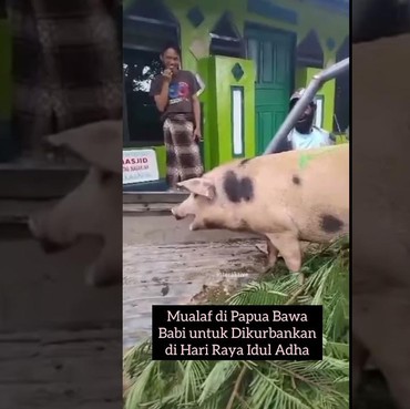 Reaksi Ustaz di Papua Setelah Pria Mualaf Kurban Babi di Idul Adha