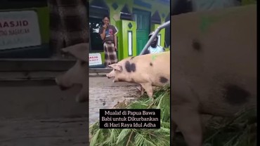 img-title Reaksi Ustaz di Papua Setelah Pria Mualaf Kurban Babi di Idul Adha