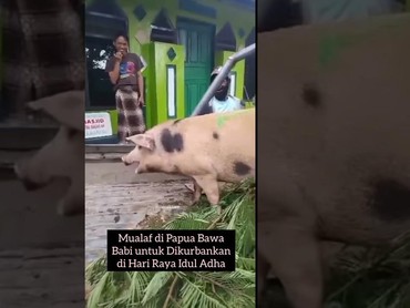 Reaksi Ustaz di Papua Setelah Pria Mualaf Kurban Babi di Idul Adha