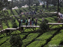 8 Hotel yang Dekat dengan View Kebun Teh di Puncak, Check It Out!