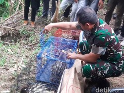 KSAD Jenderal Maruli Lepasliarkan Hewan Langka di Pegunungan Sanggabuana