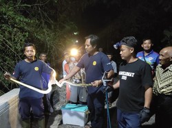 Cerita Damkar Berburu Ular Sanca 2 Meter Nyeberang Jalan di Gunungkidul