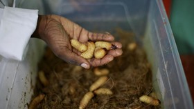 FOTO: Larva Jadi Sumber Makanan Alternatif di Afrika