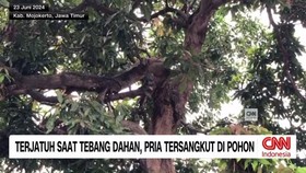 VIDEO: Terjatuh Saat Tebang Dahan, Pria Tersangkut di Pohon