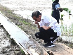 Jokowi Pengin Produksi Beras Daerah di Kalimantan Sokong Kebutuhan IKN
