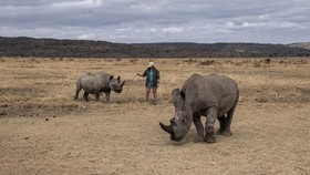 Singapura Sita 35,7 Kg Cula Badak Selundupan, Nilai Capai Rp14,5 M
