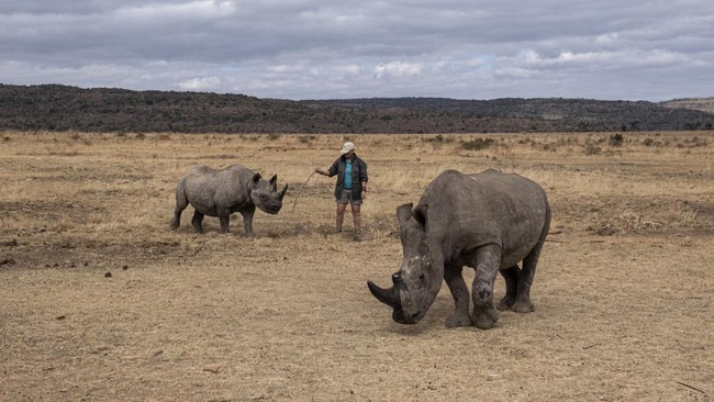 Singapura menggagalkan upaya penyelundupan cula badak seberat 35,7 kg dari Afrika Selatan ke Laos pada November 2025.