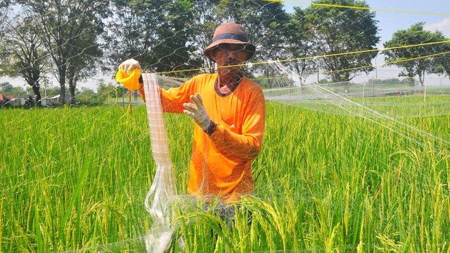 Petani RI banyak yang hidup miskin. Pengamat menyebut itu imbas mafia yang merusak harga beras, biaya produksi besar, sistem distribusi tak efisien.