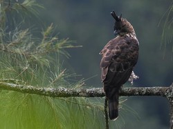 Gunung Sanggabuana Jadi Rumah Baru Elang hingga Kijang