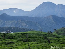 Pembangunan Bianglala di Kebun Teh Puncak Dihentikan Sementara