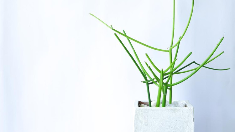 Pencil cactus Euphorbia tirucalli or pencil cactus plant in a white pot, on a white background and copy space. Minimal style photo.