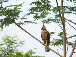 6 Tempat Hidup Garuda, Habitat Lambang RI Sang Penguasa Langit