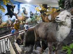 Menjelajah Koleksi Satwa di Rahmat International Wildlife Museum Medan