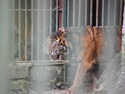 Momen Horor Pencari Kayu Nyaris Disantap Harimau di Sungai Apit