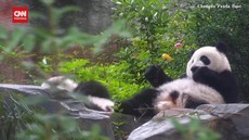 VIDEO: Momen Gemas Panda di China Nikmati Kebab Sayur dan Buah