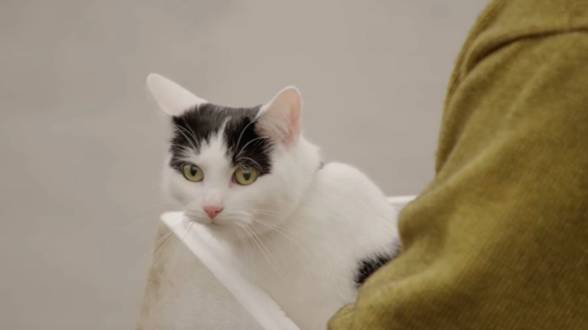 Arti Suara Kucing, dari Minta Makan hingga Tanda Sakit
