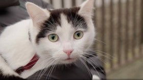 Mengenal Frodo, Si Kucing Pendiam di A Quiet Place: Day One