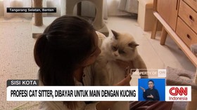 VIDEO: Profesi Cat Sitter, Dibayar untuk Main Dengan Kucing
