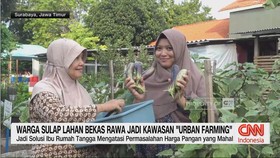 VIDEO: Warga Sulap Rawa Jadi Lahan Urban Farming