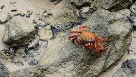 Kenapa Kepiting Berjalan Menyamping? Ini Penjelasannya