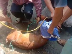 Geger Rusa Misterius Masuk ke Perkampungan Warga di Cianjur