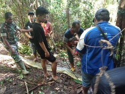 Lokasi Siriati Tewas Dimangsa Piton 8 Meter di Luwu Ternyata Sarang Ular!