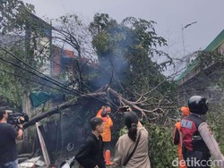 Jakarta Hujan Deras Disertai Angin Kencang, 6 Pohon Tumbang