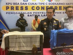 Nekat Selundupkan 2 Cenderawasih, Aktor Bollywood Diciduk di Bandara Soetta