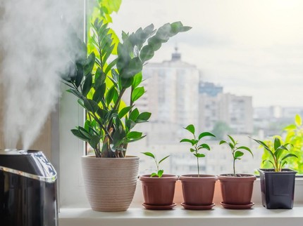 5 Tips Menciptakan Kualitas Udara yang Baik di Dalam Rumah, Jaga Kesehatan Keluarga Bun!