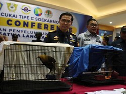 Bea Cukai Selamatkan Puluhan Satwa Langka dari Penyelundupan