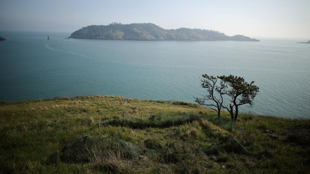FOTO: Kawanan Rusa Berkuasa di Pulau Anma Korea Selatan