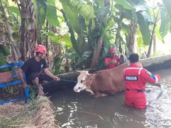 Detik-detik Sapi di Kulon Progo Nyebur Kolam gegara Kaget Ada Keramaian
