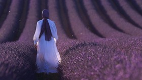 FOTO: Berburu Cantik Rona Ungu di Ladang Lavender Prancis
