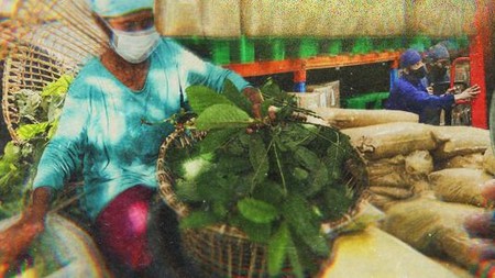 Ngeri-ngeri Cuan Ladang Kratom