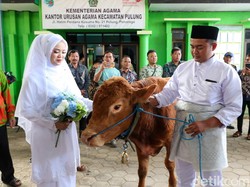 Unik! Pasangan Pengantin Asal Ponorogo Ini Menikah dengan Maskawin Sapi