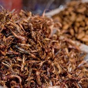 10 Daftar Kuliner Ekstrem yang Ada Indonesia, Kamu Berani Coba?