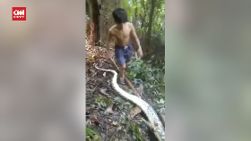 VIDEO: Dua Kali Dalam Sebulan Warga Sulsel Tewas Dimakan Ular Piton