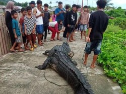 Kambing di Touna Sulteng Terus Mengembik, Ternyata Diterkam Buaya 4 Meter