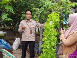 Solusi Bertani di Lahan Sempit Lewat Inovasi Paralon Vertikultur
