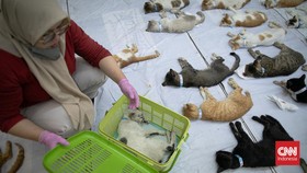 FOTO: Steril Gratis buat Ratusan Kucing di Jakarta