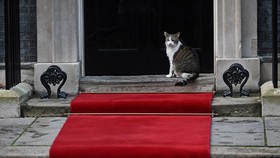 Kisah Anabul Larry 'Berkuasa' di Downing Street Kalahkan PM Inggris