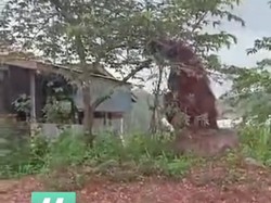 Viral Orang Utan Setinggi Rumah Muncul di Permukiman, Ini Kata BKSDA Kaltim