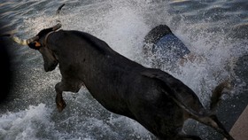 FOTO: Festival Ekstrem di Spanyol, Nyebur ke Laut Bareng Banteng