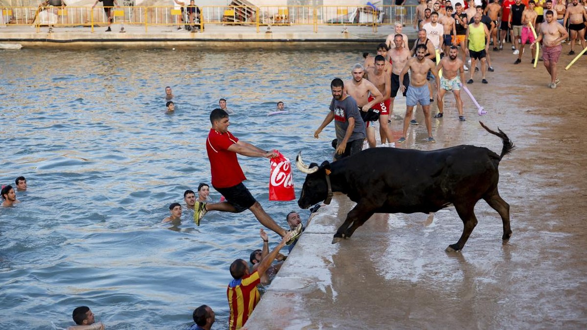 FOTO: Festival Ekstrem di Spanyol, Nyebur ke Laut Bareng Banteng