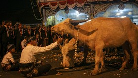 FOTO: Kerbau Bule dan Tradisi Satu Suro di Tanah Jawa