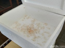2 Pria Pacitan Terciduk Tangkap Benur Ilegal di Pantai Congot Kulon Progo