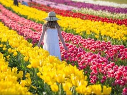 Traveler Pecinta Bunga, Wajib Kunjungi Melbourne di Musim Semi