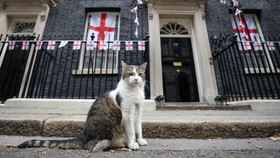 FOTO: Tampang Imut Larry, Anabul Penghuni Tetap Downing Street London