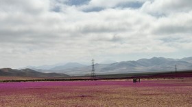 A drone view shows an area of the Atacama desert during a natural phenomenon known as 'Desierto Florido' (flowering desert), which fills the driest desert in the world with flowers and plants, near Copiapo, Atacama region, Chile, July 6, 2024. REUTER