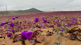 FOTO: Penampakan Gurun Chile Berslimut Bunga-bunga